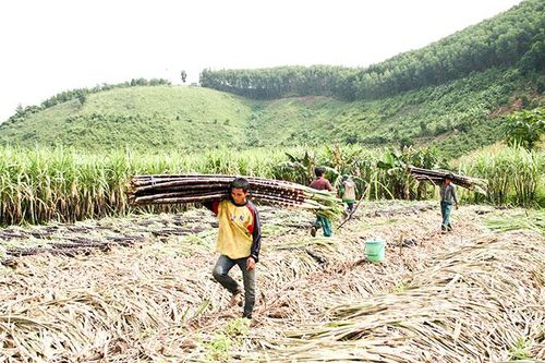 Chuyển đổi cây trồng ở Khánh Sơn: Từng bước có hiệu quả