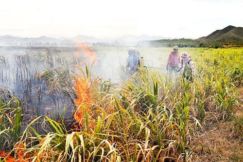 Ninh Hòa: Cháy khoảng 60ha mía