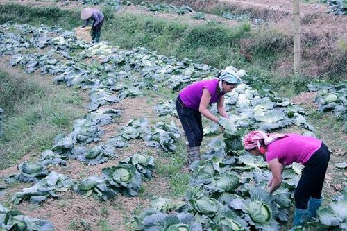 Hướng đi bền vững của Hợp tác xã nông nghiệp