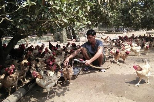 Mở rộng đầu ra cho gà đồi Ba Vì