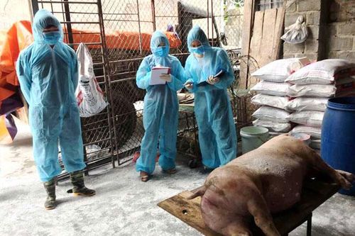 Hà Nội: 35,5% cơ sở chăn nuôi lợn mắc dịch tả châu Phi