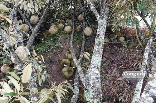 Nhiều diện tích sầu riêng bị hư hại do ảnh hưởng bão số 3
