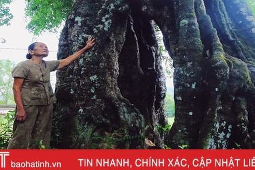 Mục sở thị cây thị cổ hơn 700 tuổi ở Hà Tĩnh