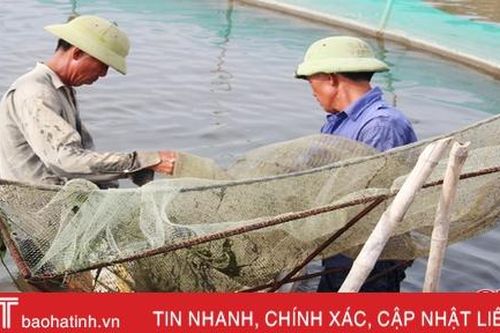 Ốc hương xứ Cồn Vạn lại chết hàng loạt, nhiều hộ dân ôm nợ lớn!