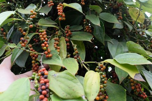 Giá trị xuất khẩu nông sản giảm 8,2%