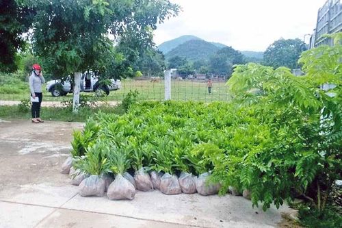 Krông Pa: Khó khăn trong thu hồi đất lấn chiếm để trồng rừng