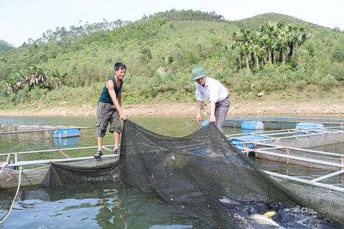 Hiệu quả nghề nuôi cá lồng