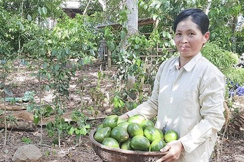 Phát triển diện tích cây bơ sáp ở miền tây Gio Linh