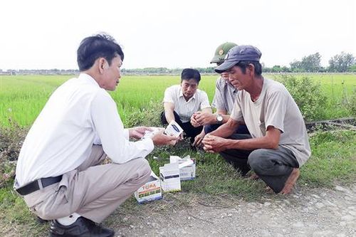 Chú trọng phòng trừ sâu bệnh hại lúa giai đoạn cuối vụ