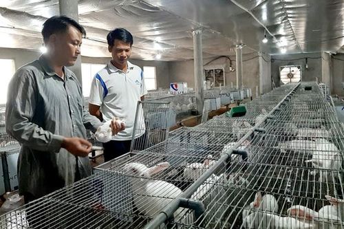 Người cựu chiến binh vươn lên làm giàu từ nuôi thỏ