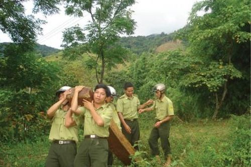 Kinh tế Kinh tế Gian nan bảo vệ rừng
