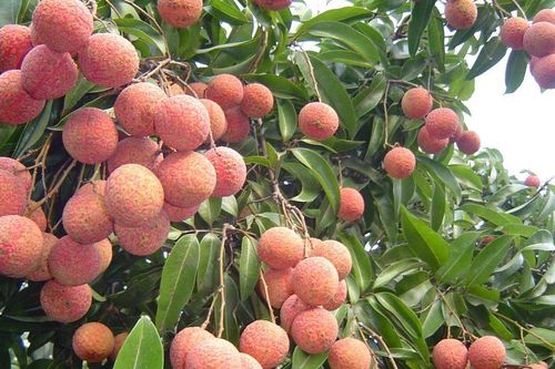Giá vải cao nhất lịch sử, nông dân Lục Ngạn trở thành triệu phú