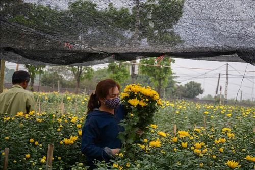 Chủ động nguồn giống rau, hoa chất lượng cao