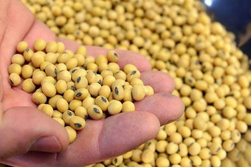 Trung Quốc xác nhận đã dừng mua nông sản Mỹ