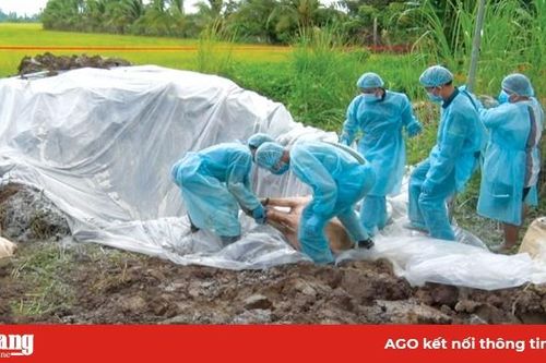 Tiêu hủy heo bệnh đúng cách