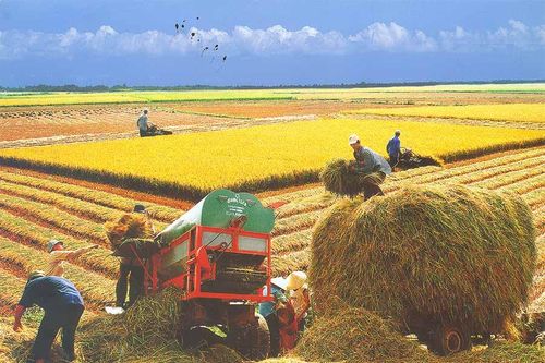 Sức bật 'tam nông' - Kỳ 1: Huyện nghèo chuyển mình mạnh mẽ