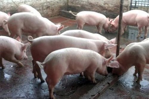 Đàn heo toàn tỉnh Khánh Hòa còn hơn 173.000 con