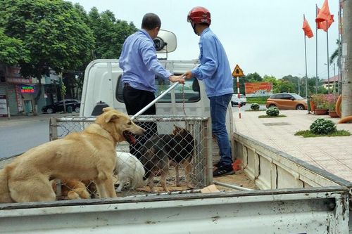 Tình trạng thả rông chó đã được hạn chế