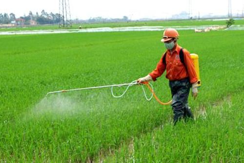 Tập trung chăm sóc và bảo vệ lúa mùa