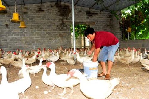 Thoát nghèo nhờ nuôi ngan bán trứng