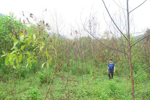 18 ha keo bị chết héo