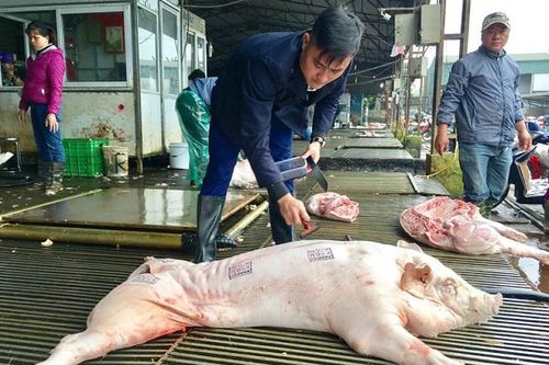Ngăn dịch tả lợn châu Phi lây lan: Siết kiểm dịch động vật