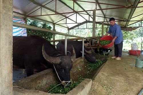 Trang trại trâu, bò vỗ béo mang lại hiệu quả kinh tế cao