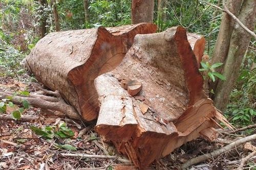 Xử lý nghiêm vụ phá rừng tại huyện Bắc Trà My