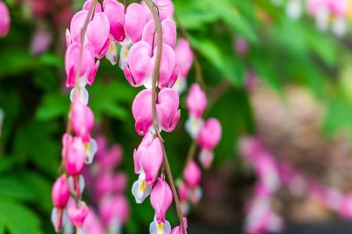 Tử vi ngày 8/8/2019: Tuổi Thìn hung tinh che mắt, tuổi Tuất phạm nhiều sai lầm
