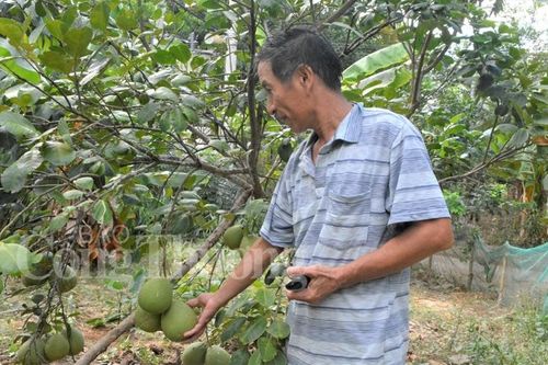 Thừa Thiên Huế: Thanh trà mất mùa do nắng nóng kéo dài