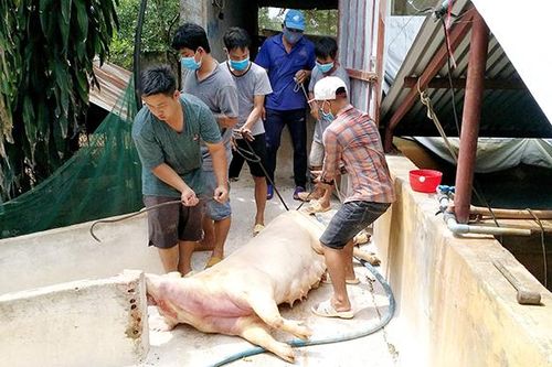 Gian nan xử lý heo bị dịch
