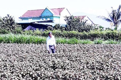Xã Ninh Trung: Tập trung chuyển đổi cây trồng