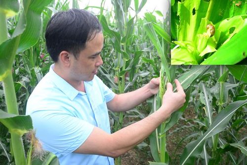 231 ha ngô bị sâu keo phá hại