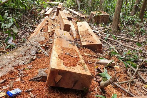 Quảng Nam: Rừng tự nhiên lại bị xẻ thịt