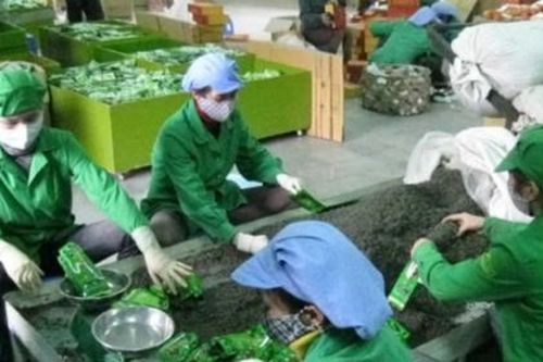 Hướng đi nào cho chè Việt?