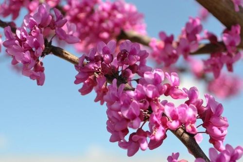 Tử vi ngày 9/8/2019: Tuổi Sửu cần phải thận trọng, tuổi Dần gặp nhiều rắc rối