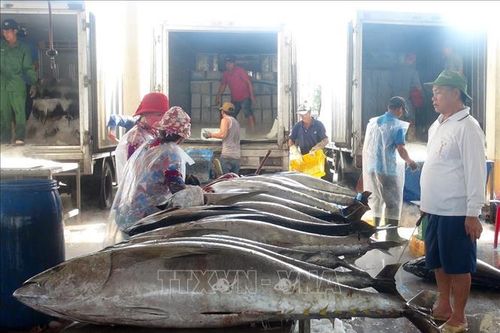Phối hợp ngăn chặn khai thác thủy sản bất hợp pháp