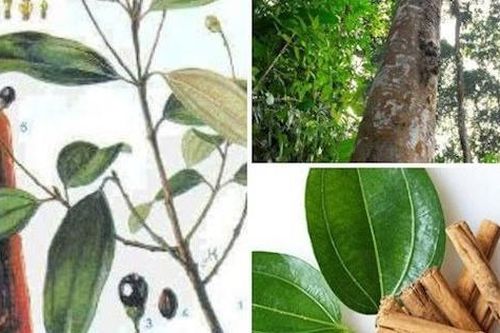 Người Dao 'bóc tiền' từ cây quế