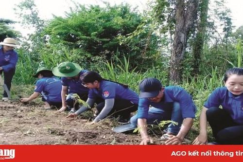 Những dấu chân tình nguyện
