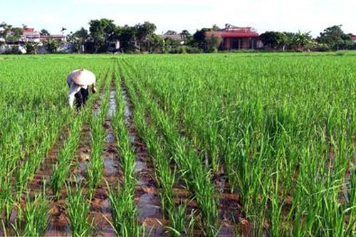 Kim Sơn: Chuyển trọng tâm sang chăm sóc và bảo vệ lúa mùa
