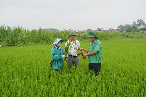 Tập trung phòng trừ sâu bệnh, bảo vệ sản xuất vụ mùa, vụ đông