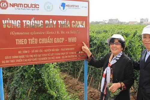 Đột phá mới từ nghiên cứu tác dụng hạ đường huyết của Dây thìa canh Việt Nam