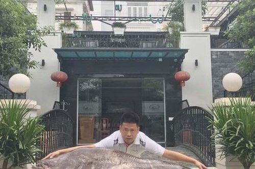 Phát hoảng cá leo 'to chưa từng thấy' xuất hiện ở vùng đất Kinh Bắc