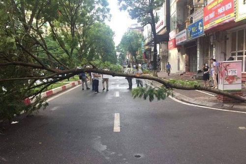 Hà Nội: Người đàn ông tử vong cạnh một cây xanh đổ chắn ngang đường