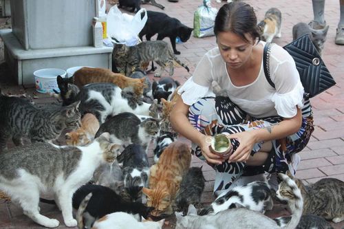 Ghé thăm Istanbul, nơi hàng chục nghìn con mèo hoang 'cai trị'