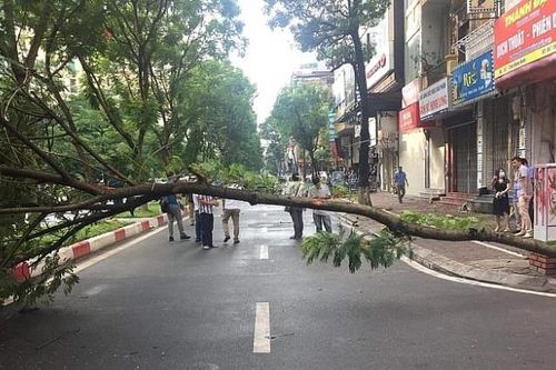 Hà Nội: Cây đổ đè chết người đi xe máy