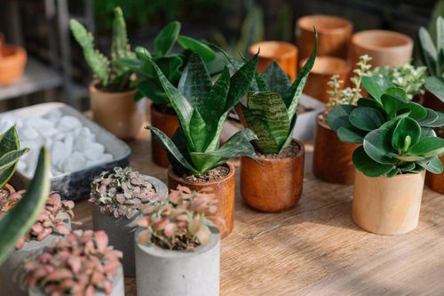Tử vi thứ Bảy ngày 10/8/2019 của 12 cung hoàng đạo