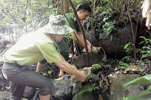 Thả 13 cá thể rùa núi viền về Khu Bảo tồn thiên nhiên Mường Nhé