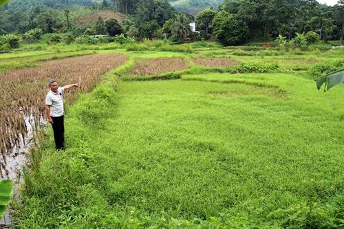 Nông dân 'còng lưng' nuôi… doanh nghiệp