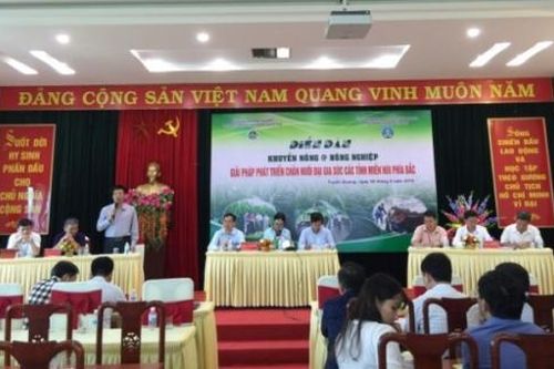 Bàn giải pháp phát triển chăn nuôi đại gia súc các tỉnh miền núi phía Bắc